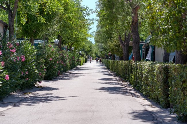 Viale alberato con arbusti fioriti ai lati.