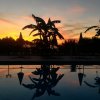 Piscina riflette silhouette di piante al tramonto.