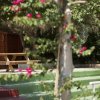 Una panchina di legno vicino a cespugli fioriti in un giardino.