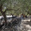 Parcheggio biciclette sotto alberi ombrosi.