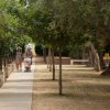 Due persone passeggiano su un viale alberato con un passeggino.